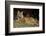 Bobcat Laying Down, Montana-Richard and Susan Day-Framed Photographic Print