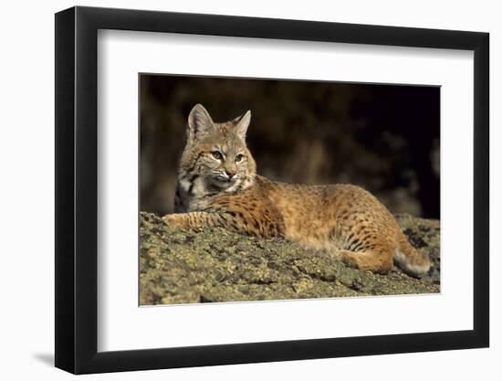 Bobcat Laying Down, Montana-Richard and Susan Day-Framed Photographic Print
