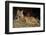 Bobcat Laying Down, Montana-Richard and Susan Day-Framed Photographic Print