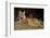 Bobcat Laying Down, Montana-Richard and Susan Day-Framed Photographic Print