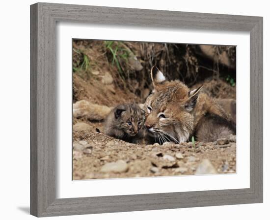 Bobcat (Lynx Nufus) Mother with 21 Day Old Kittens, in Captivity, Sandstone, Minnesota, USA-James Hager-Framed Photographic Print