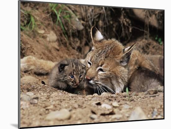 Bobcat (Lynx Nufus) Mother with 21 Day Old Kittens, in Captivity, Sandstone, Minnesota, USA-James Hager-Mounted Photographic Print