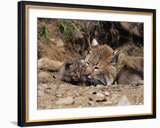 Bobcat (Lynx Nufus) Mother with 21 Day Old Kittens, in Captivity, Sandstone, Minnesota, USA-James Hager-Framed Photographic Print
