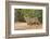 Bobcat, Lynx Rufus, drinking-Larry Ditto-Framed Photographic Print