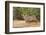 Bobcat, Lynx Rufus, drinking-Larry Ditto-Framed Photographic Print