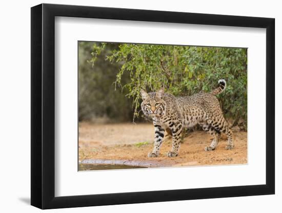 Bobcat, Lynx Rufus, drinking-Larry Ditto-Framed Photographic Print