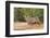 Bobcat, Lynx Rufus, drinking-Larry Ditto-Framed Photographic Print