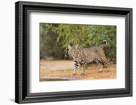 Bobcat, Lynx Rufus, drinking-Larry Ditto-Framed Photographic Print