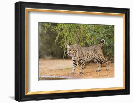 Bobcat, Lynx Rufus, drinking-Larry Ditto-Framed Photographic Print