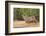 Bobcat, Lynx Rufus, drinking-Larry Ditto-Framed Photographic Print