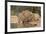Bobcat, Lynx Rufus, drinking-Larry Ditto-Framed Premium Photographic Print