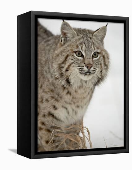 Bobcat (Lynx Rufus) in Snow in Captivity, Near Bozeman, Montana-null-Framed Premier Image Canvas