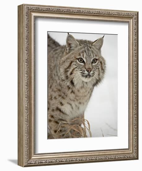 Bobcat (Lynx Rufus) in Snow in Captivity, Near Bozeman, Montana-null-Framed Photographic Print