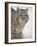 Bobcat (Lynx Rufus) in Snow in Captivity, Near Bozeman, Montana-null-Framed Photographic Print