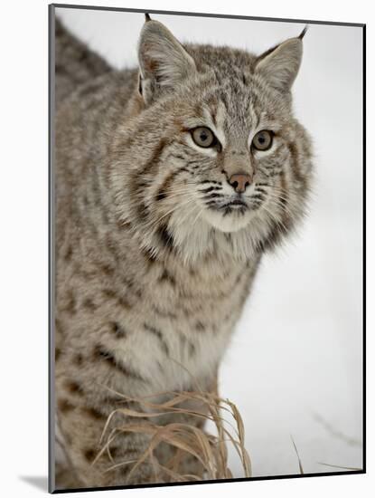 Bobcat (Lynx Rufus) in Snow in Captivity, Near Bozeman, Montana-null-Mounted Photographic Print