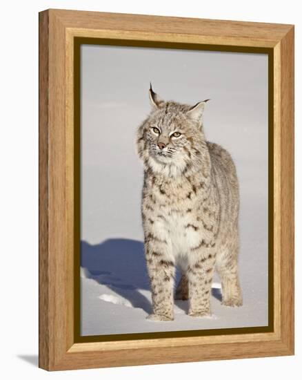 Bobcat (Lynx Rufus) in the Snow in Captivity, Near Bozeman, Montana, USA-James Hager-Framed Premier Image Canvas