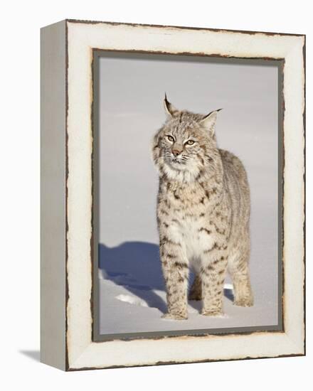 Bobcat (Lynx Rufus) in the Snow in Captivity, Near Bozeman, Montana, USA-James Hager-Framed Premier Image Canvas