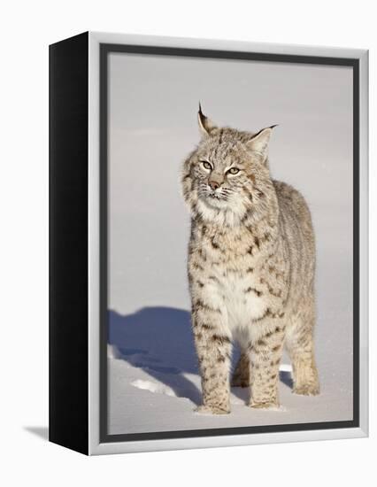 Bobcat (Lynx Rufus) in the Snow in Captivity, Near Bozeman, Montana, USA-James Hager-Framed Premier Image Canvas