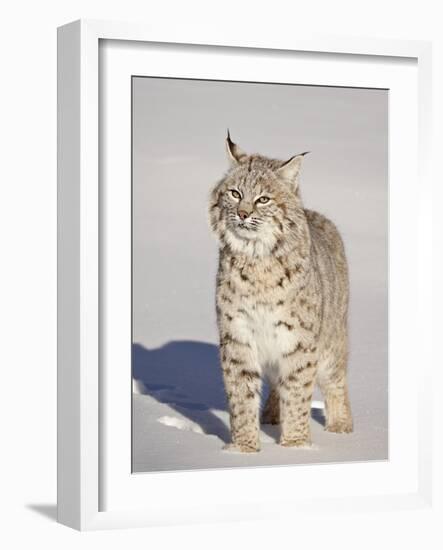 Bobcat (Lynx Rufus) in the Snow in Captivity, Near Bozeman, Montana, USA-James Hager-Framed Photographic Print