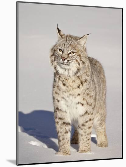 Bobcat (Lynx Rufus) in the Snow in Captivity, Near Bozeman, Montana, USA-James Hager-Mounted Photographic Print