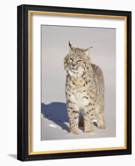 Bobcat (Lynx Rufus) in the Snow in Captivity, Near Bozeman, Montana, USA-James Hager-Framed Photographic Print