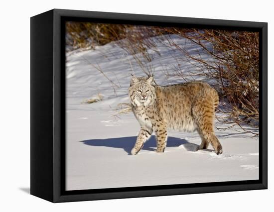 Bobcat (Lynx Rufus) in the Snow in Captivity, Near Bozeman, Montana, USA-null-Framed Premier Image Canvas