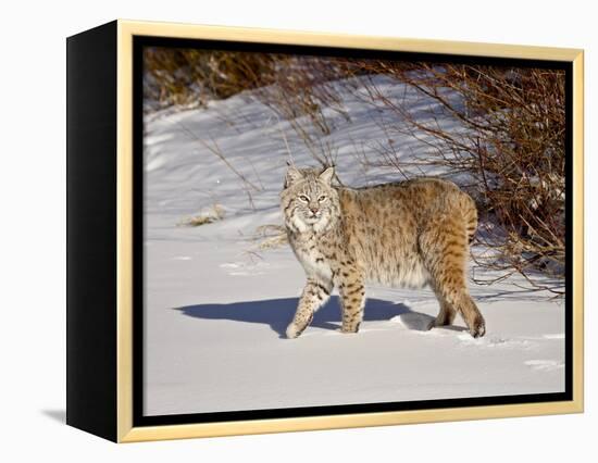 Bobcat (Lynx Rufus) in the Snow in Captivity, Near Bozeman, Montana, USA-null-Framed Premier Image Canvas