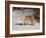 Bobcat (Lynx Rufus) in the Snow in Captivity, Near Bozeman, Montana, USA-null-Framed Photographic Print