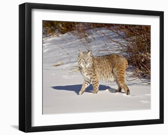 Bobcat (Lynx Rufus) in the Snow in Captivity, Near Bozeman, Montana, USA-null-Framed Photographic Print