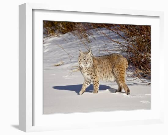 Bobcat (Lynx Rufus) in the Snow in Captivity, Near Bozeman, Montana, USA-null-Framed Photographic Print