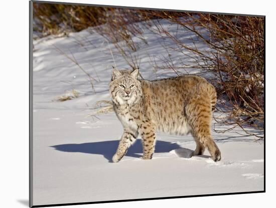 Bobcat (Lynx Rufus) in the Snow in Captivity, Near Bozeman, Montana, USA-null-Mounted Photographic Print