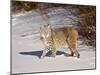 Bobcat (Lynx Rufus) in the Snow in Captivity, Near Bozeman, Montana, USA-null-Mounted Photographic Print