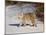 Bobcat (Lynx Rufus) in the Snow in Captivity, Near Bozeman, Montana, USA-null-Mounted Photographic Print