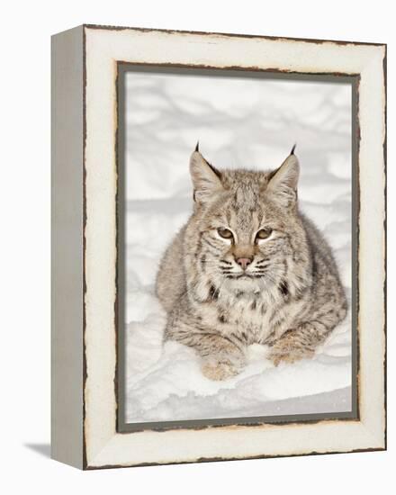Bobcat (Lynx Rufus) in the Snow, in Captivity, Near Bozeman, Montana, USA-null-Framed Premier Image Canvas