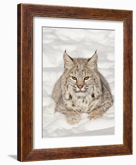 Bobcat (Lynx Rufus) in the Snow, in Captivity, Near Bozeman, Montana, USA-null-Framed Photographic Print