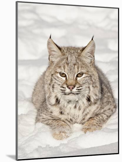 Bobcat (Lynx Rufus) in the Snow, in Captivity, Near Bozeman, Montana, USA-null-Mounted Photographic Print