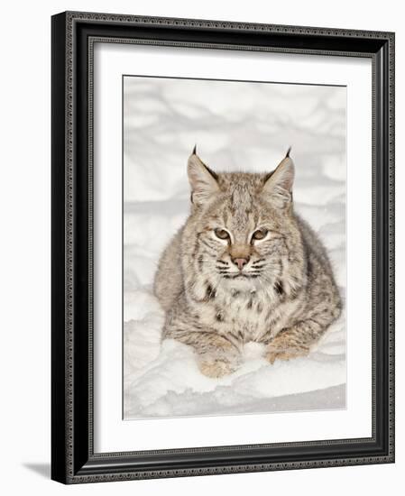 Bobcat (Lynx Rufus) in the Snow, in Captivity, Near Bozeman, Montana, USA-null-Framed Photographic Print