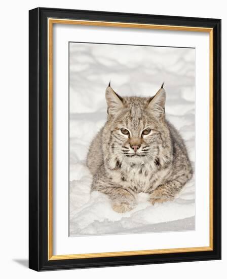 Bobcat (Lynx Rufus) in the Snow, in Captivity, Near Bozeman, Montana, USA-null-Framed Photographic Print