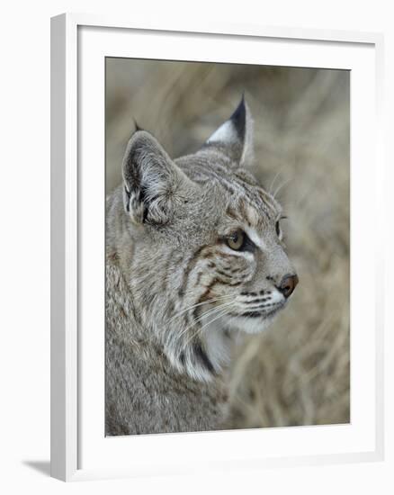 Bobcat (Lynx Rufus), Living Desert Zoo and Gardens State Park, New Mexico, USA, North America-James Hager-Framed Photographic Print