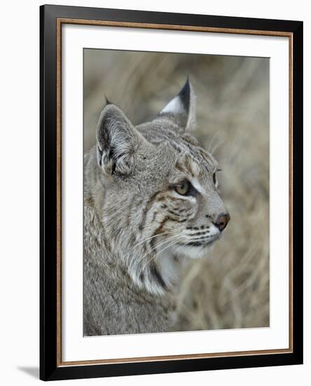 Bobcat (Lynx Rufus), Living Desert Zoo and Gardens State Park, New Mexico, USA, North America-James Hager-Framed Photographic Print