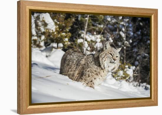 Bobcat (Lynx Rufus), Montana, United States of America, North America-Janette Hil-Framed Premier Image Canvas
