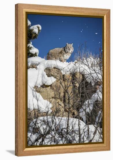 Bobcat (Lynx Rufus), Montana, United States of America, North America-Janette Hil-Framed Premier Image Canvas