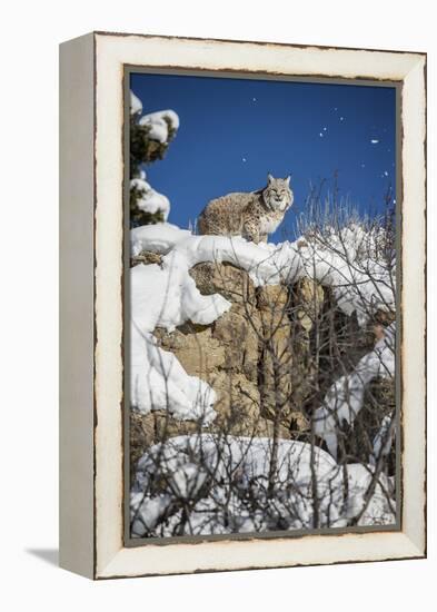 Bobcat (Lynx Rufus), Montana, United States of America, North America-Janette Hil-Framed Premier Image Canvas