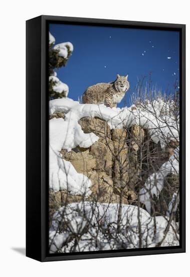 Bobcat (Lynx Rufus), Montana, United States of America, North America-Janette Hil-Framed Premier Image Canvas