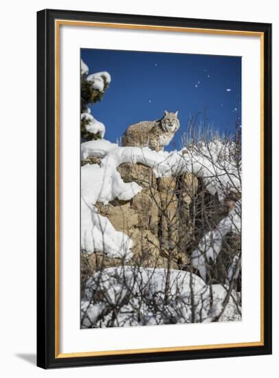 Bobcat (Lynx Rufus), Montana, United States of America, North America-Janette Hil-Framed Photographic Print