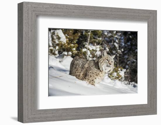 Bobcat (Lynx Rufus), Montana, United States of America, North America-Janette Hil-Framed Photographic Print