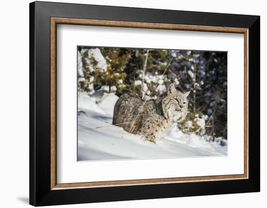 Bobcat (Lynx Rufus), Montana, United States of America, North America-Janette Hil-Framed Photographic Print