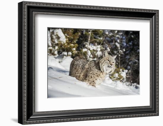 Bobcat (Lynx Rufus), Montana, United States of America, North America-Janette Hil-Framed Photographic Print