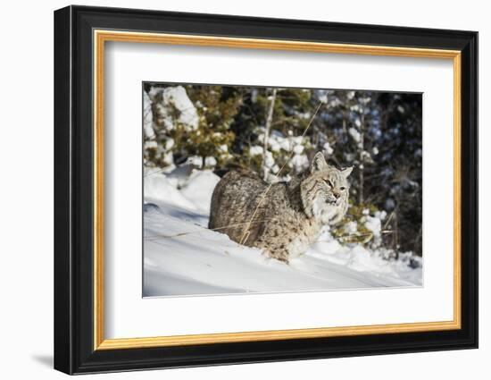 Bobcat (Lynx Rufus), Montana, United States of America, North America-Janette Hil-Framed Photographic Print