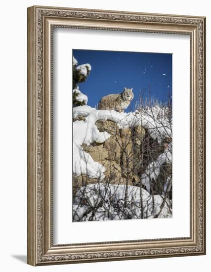 Bobcat (Lynx Rufus), Montana, United States of America, North America-Janette Hil-Framed Photographic Print